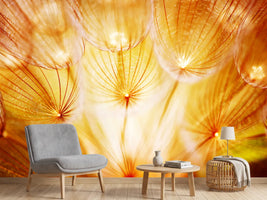 photo-wallpaper-close-up-dandelion-in-light