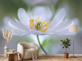 photo-wallpaper-nemorosa-nirvana