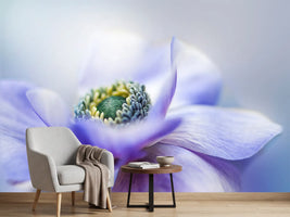 photo-wallpaper-anemone-de-caen-x