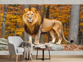 photo-wallpaper-lion-on-a-rock-in-a-golden-autumn-forest