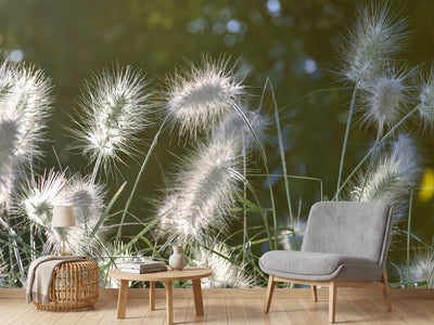 photo-wallpaper-ornamental-grasses-in-xl