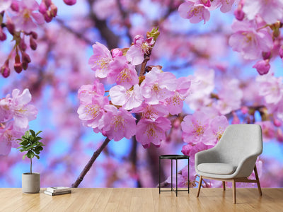 photo-wallpaper-gorgeous-cherry-blossom