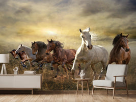 photo-wallpaper-wild-wild-horses