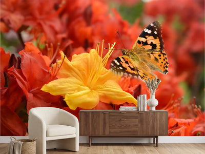 photo-wallpaper-butterfly-498