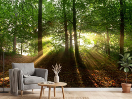 photo-wallpaper-sun-in-the-forest
