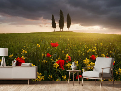 photo-wallpaper-blooming-tuscany-x
