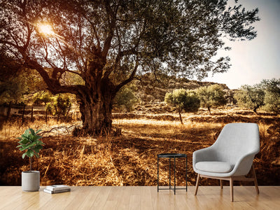 photo-wallpaper-olive-grove