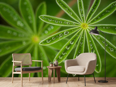 photo-wallpaper-pearly-lupine