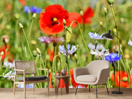 photo-wallpaper-the-wild-poppy-xl