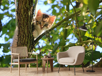 photo-wallpaper-cute-cat-child