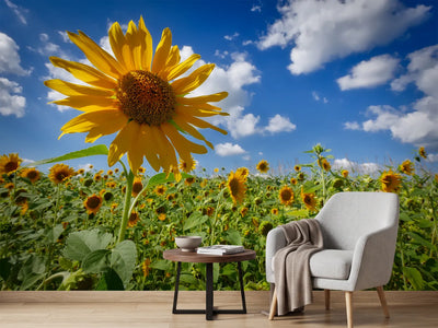 photo-wallpaper-a-sunflower-among-many