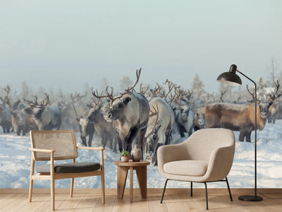 photo-wallpaper-reindeers-x