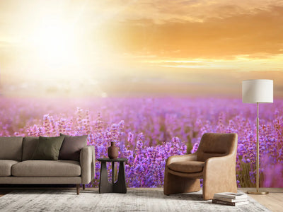 photo-wallpaper-sunset-in-lavender-field