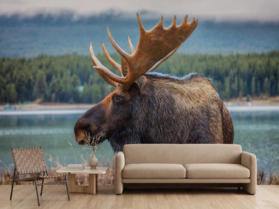 photo-wallpaper-moose-in-autumn-wilderness
