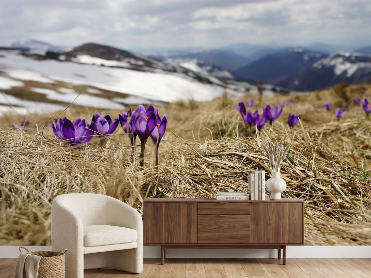 photo-wallpaper-purple-crocus