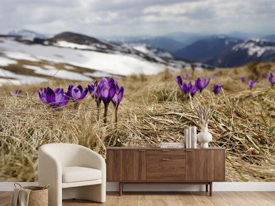 photo-wallpaper-purple-crocus