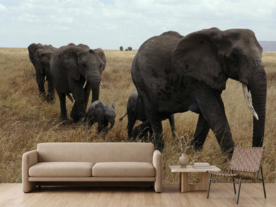 photo-wallpaper-elephant-family