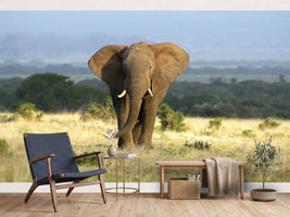 photo-wallpaper-a-huge-elephant-bull-approaches-in-golden-light