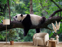 photo-wallpaper-sleeping-panda-draped-over-a-branch-in-lush-green-forest
