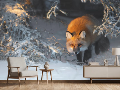 photo-wallpaper-red-fox-xxr