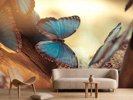 photo-wallpaper-butterflies