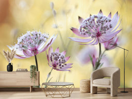photo-wallpaper-astrantia-major