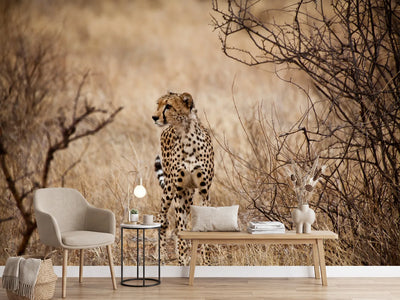 photo-wallpaper-elegant-cheetah