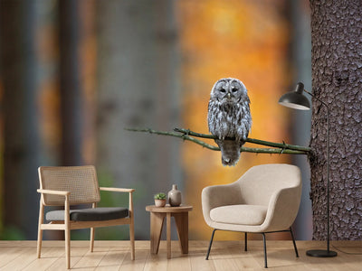 photo-wallpaper-tawny-owl-x