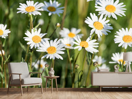 photo-wallpaper-xl-daisies