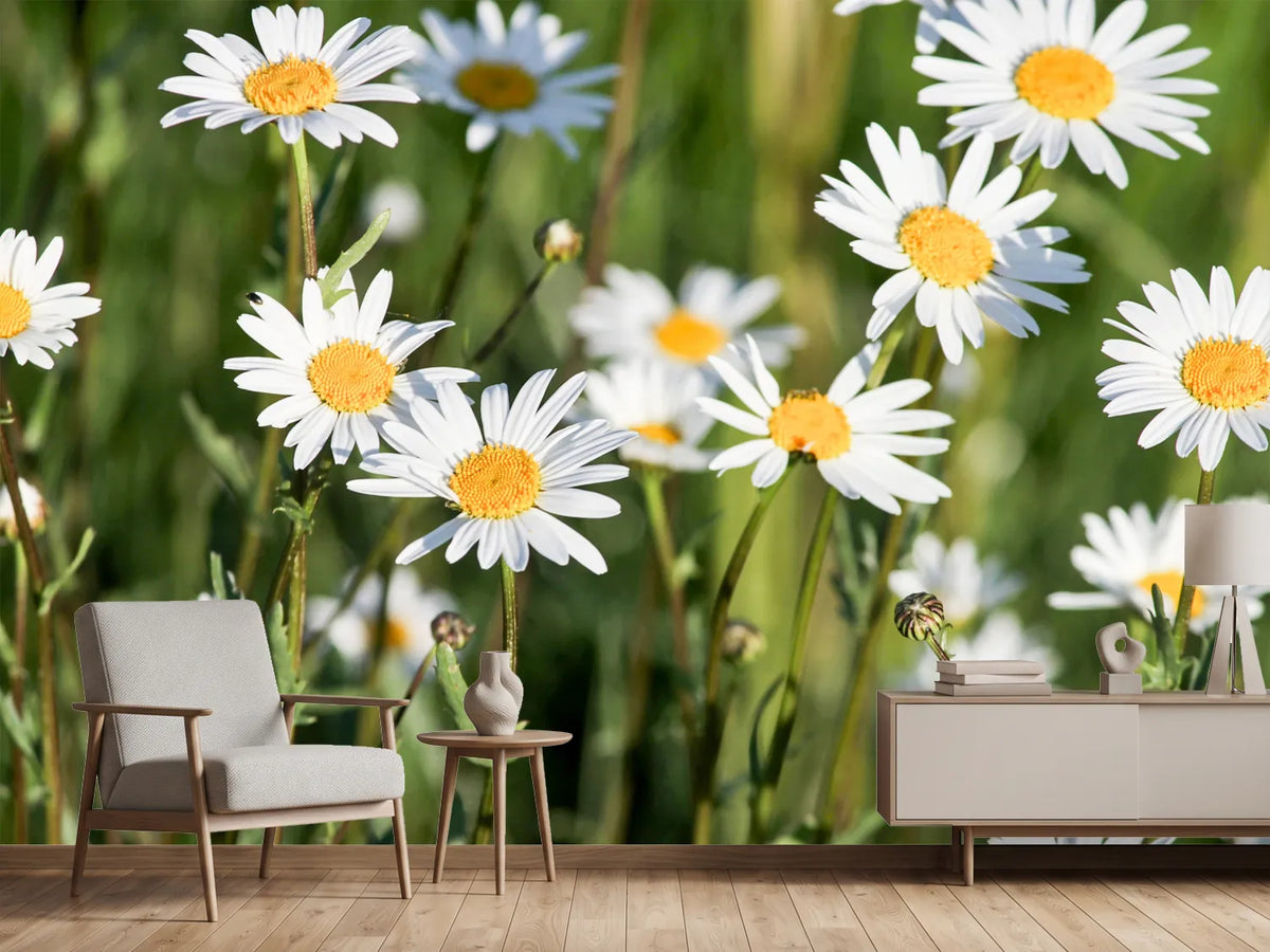 photo-wallpaper-xl-daisies