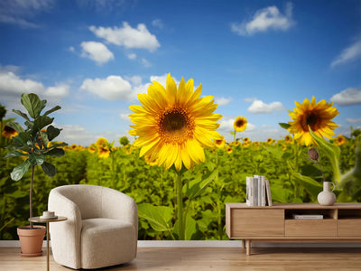 photo-wallpaper-summer-sunflowers
