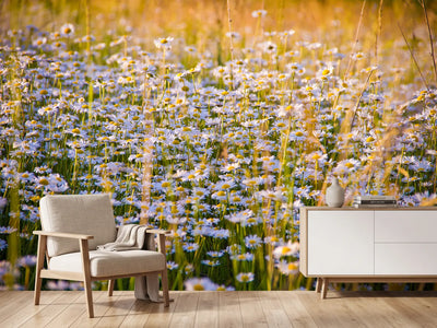 photo-wallpaper-a-field-full-of-camomile
