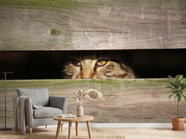 photo-wallpaper-cat-in-hiding