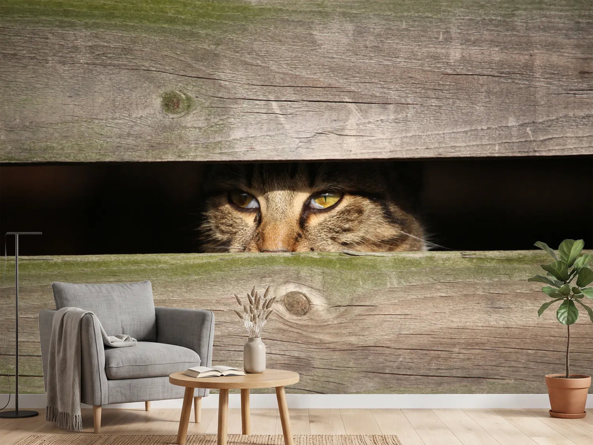 photo-wallpaper-cat-in-hiding