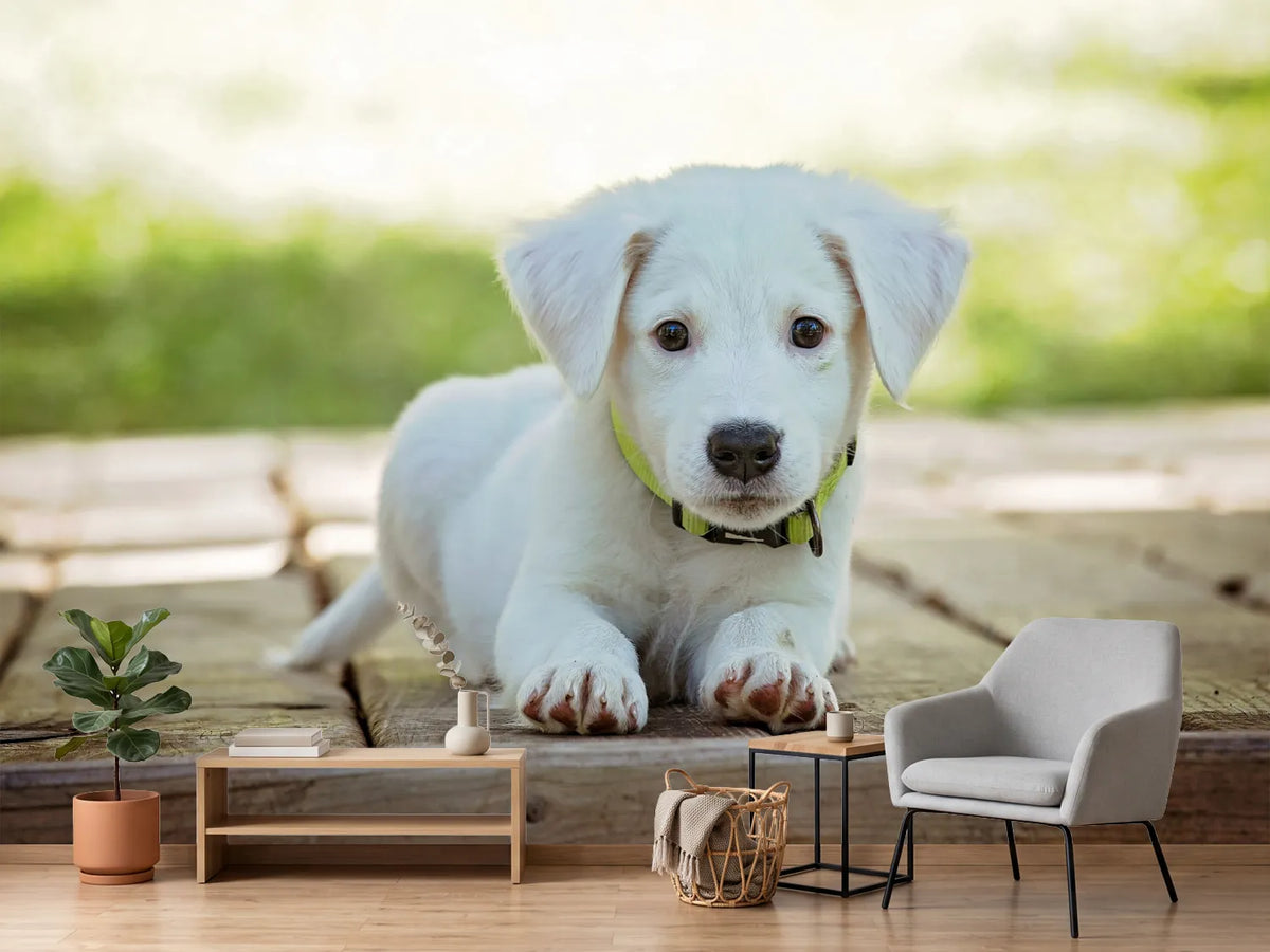photo-wallpaper-cute-dog-baby