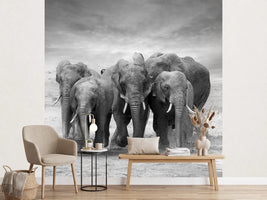 photo-wallpaper-the-elephants