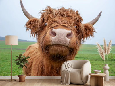 photo-wallpaper-galloway-cattle-on-the-pasture