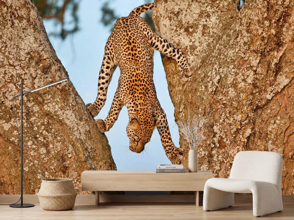 photo-wallpaper-leopards-graceful-descent