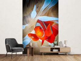 photo-wallpaper-clownfish-defends-his-white-anemone-x