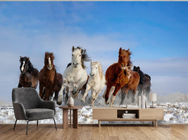 photo-wallpaper-wild-horses-galloping
