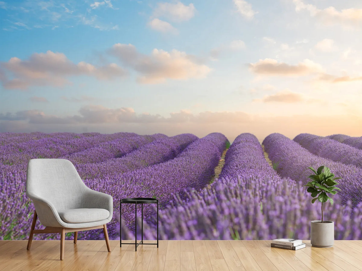 photo-wallpaper-the-blooming-lavender-field