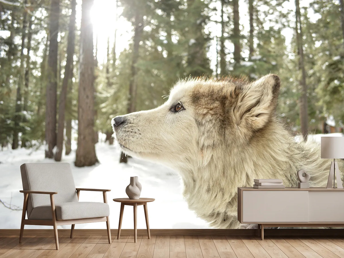 photo-wallpaper-the-alaskan-malamute