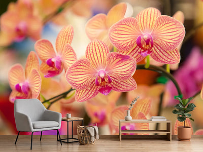 photo-wallpaper-exotic-orchids