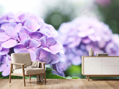 photo-wallpaper-hydrangeas
