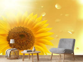 photo-wallpaper-sunflower-in-morning-dew