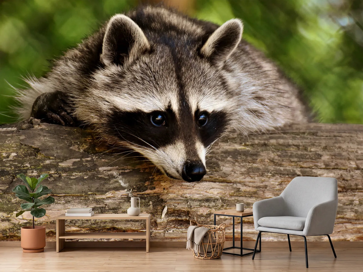 photo-wallpaper-the-cute-raccoon
