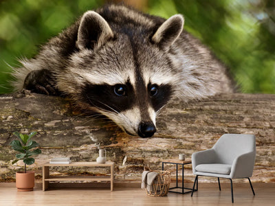 photo-wallpaper-the-cute-raccoon
