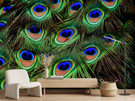 photo-wallpaper-peacock-feathers-xxl
