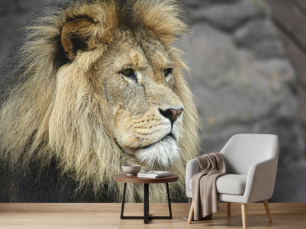 photo-wallpaper-lion-head-xl