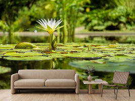 photo-wallpaper-water-lily-in-nature